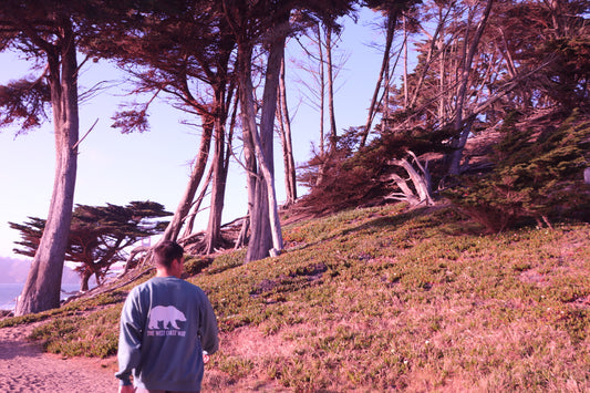 California Bear Crewneck